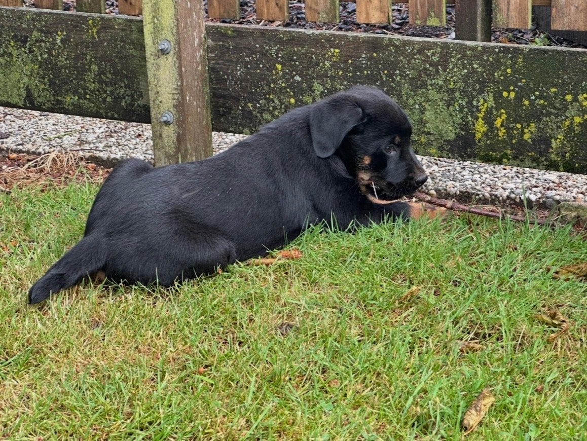 Nog 3 prachtige reutjes beschikbaar Herder/Rottweiler, Reu, Meerdere, Herder, Nederland