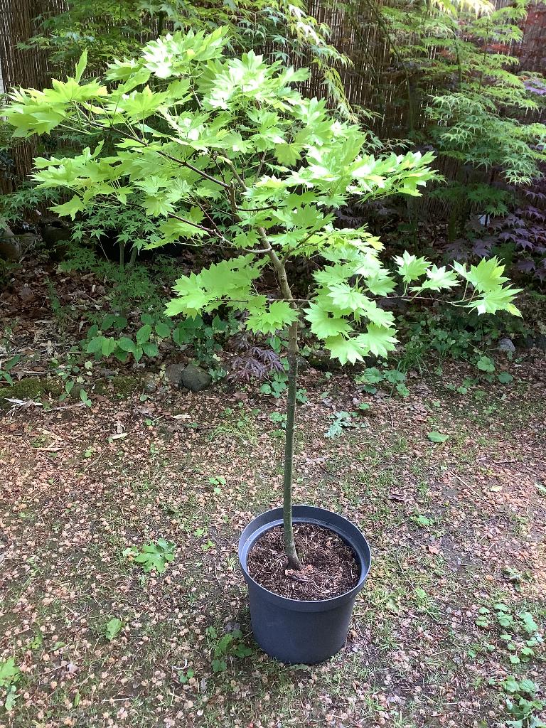 Japanse Esdoorn, Tuin en Terras, Ophalen, Bloeit niet, Halfschaduw, Overige soorten