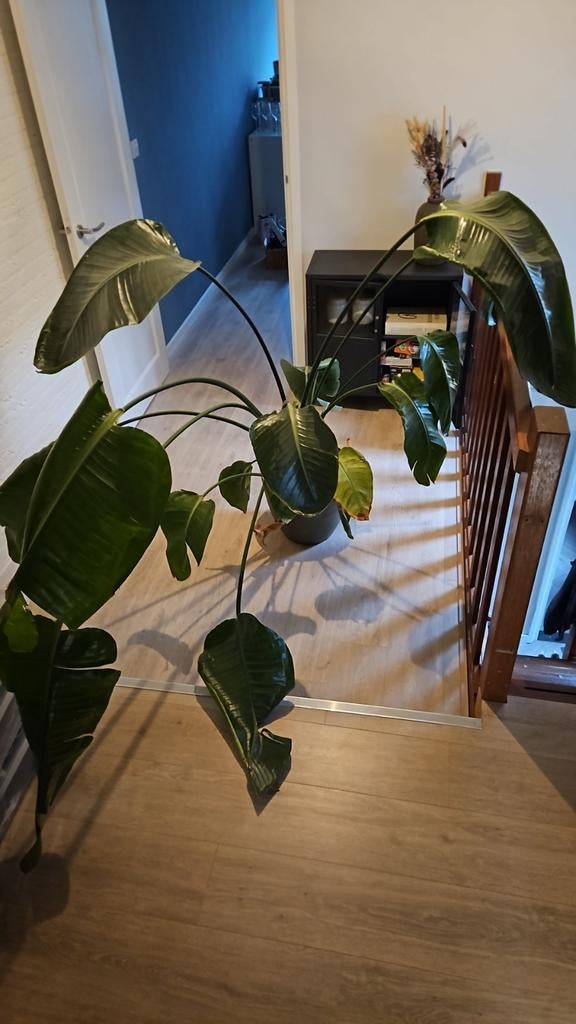 Grote kamerplant Strelitzia, Huis en Inrichting, Kamerplanten, 200 cm of meer, Overige soorten, Ophalen of Verzenden, In pot