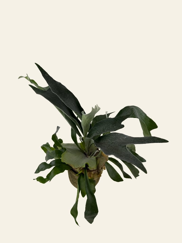Hertshoornvaren- Platycerium, Ophalen of Verzenden, In pot, Halfschaduw, Minder dan 100 cm