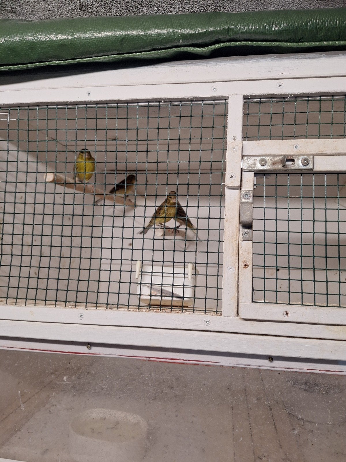 Te koop kanarie s, Dieren en Toebehoren, Vogels | Kanaries, Meerdere dieren, Zangkanarie