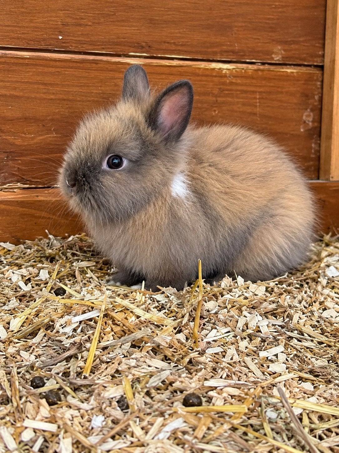 Teddy dwerg te koop 12 weken oud, Dieren en Toebehoren, Mannelijk, Dwerg