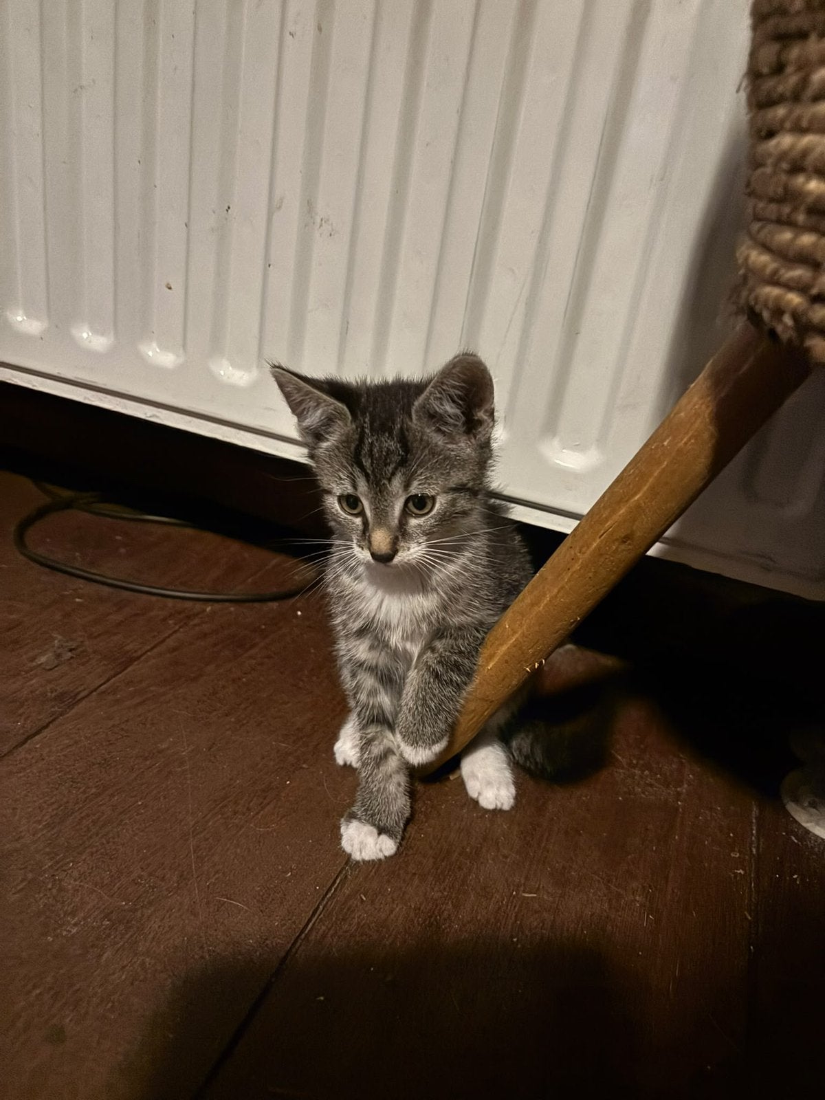 4 lieve kittens die volgende week het nest mogen verlaten, Dieren en Toebehoren, Meerdere dieren
