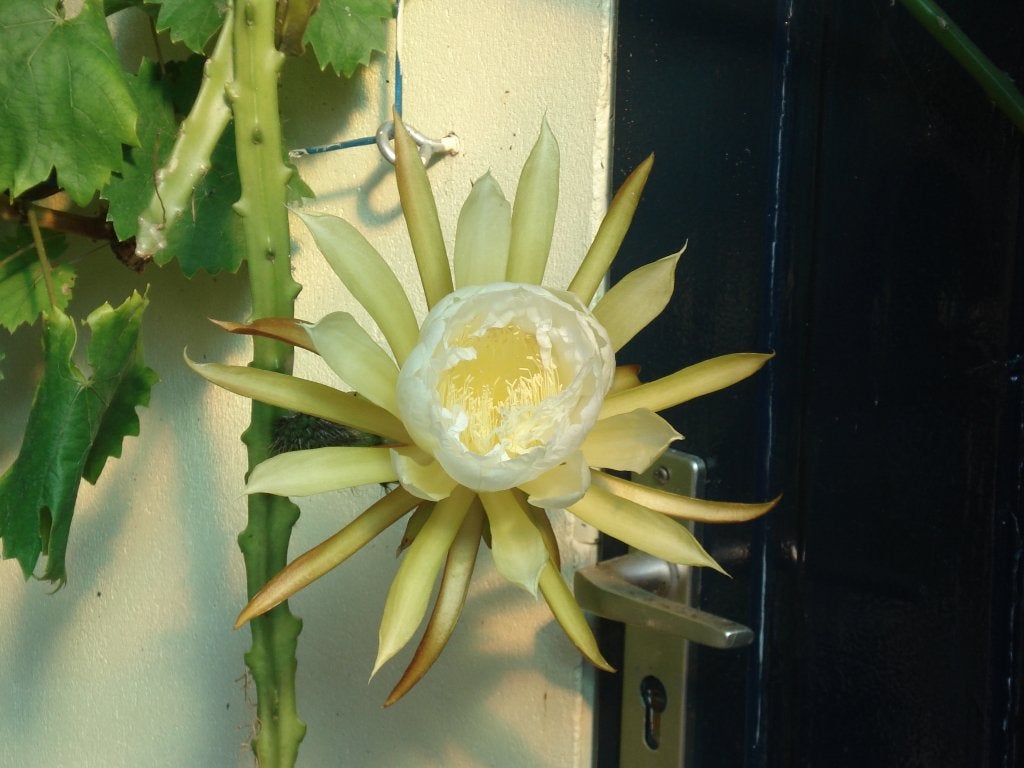 epiphyllum cactus seleni sereus hamatus gewortelde stekken, Huis en Inrichting, Kamerplanten, Minder dan 100 cm, Bloeiende kamerplant