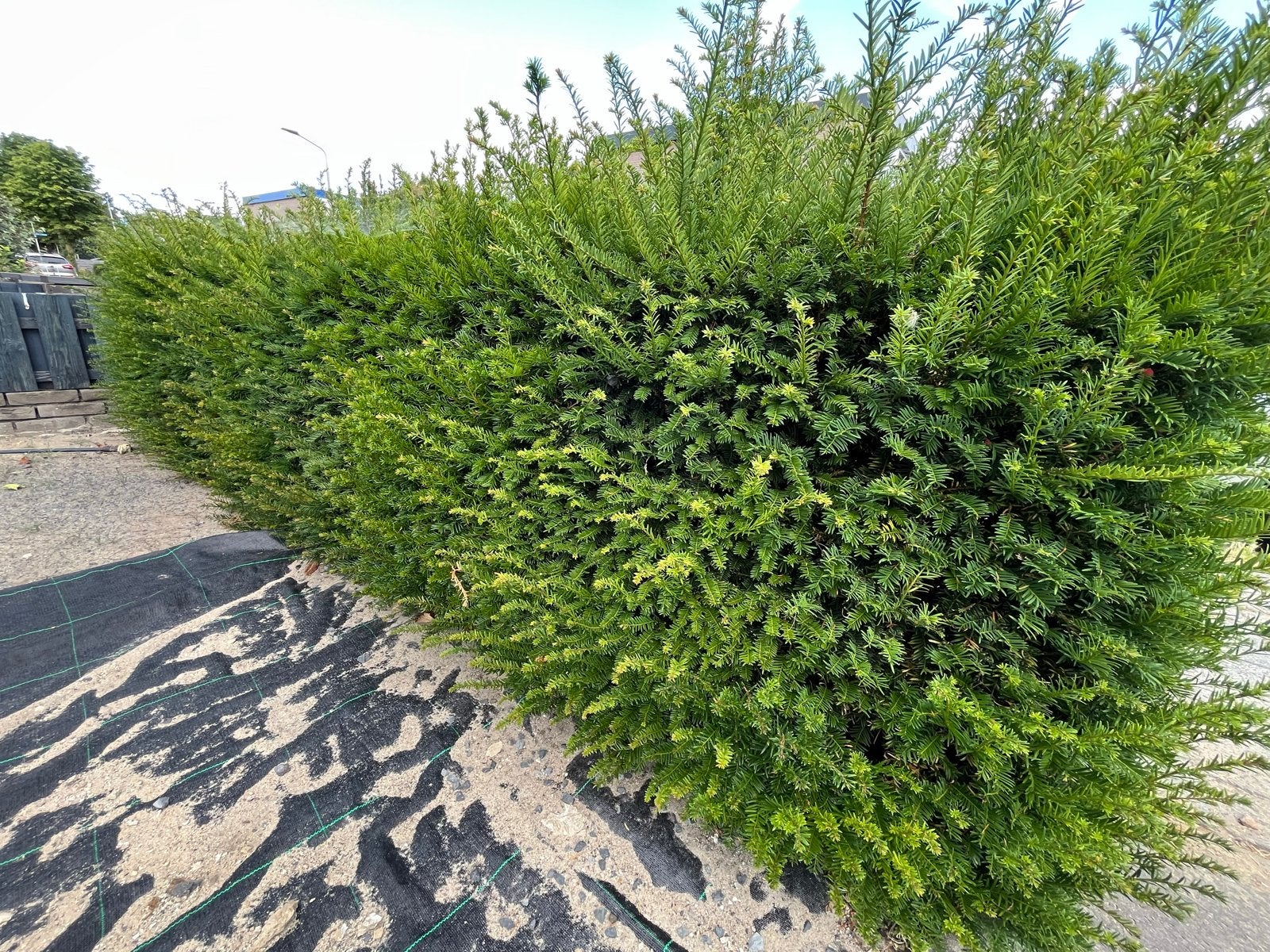 Gratis Taxushaag (12m) zelf uitgraven - uiterlijk 9 aug, Tuin en Terras, Planten | Tuinplanten, Vaste plant, Overige soorten, Halfschaduw