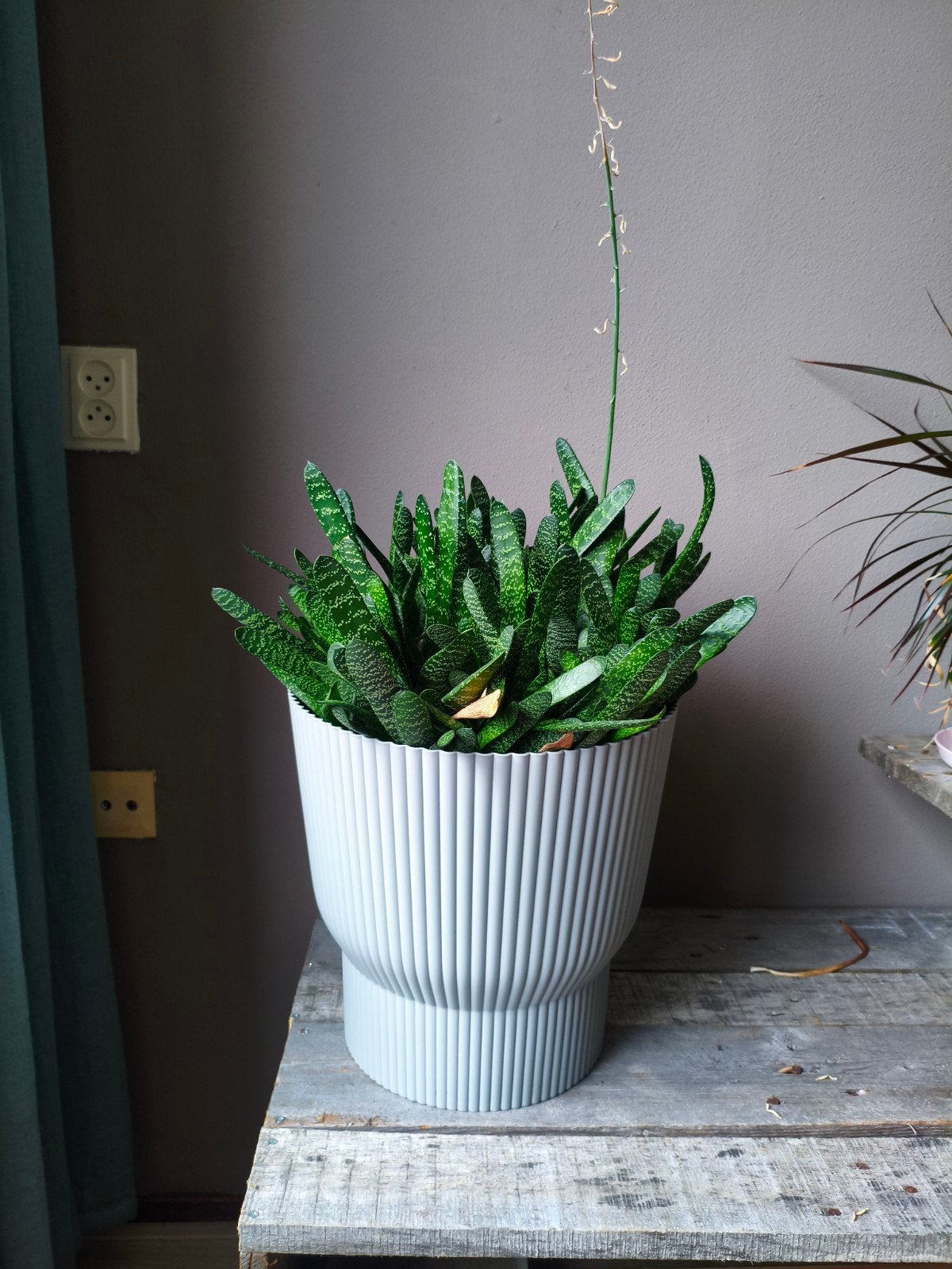 Prachtige Gasteria plant in mooie pot, Ophalen, Vetplant, Halfschaduw, In pot
