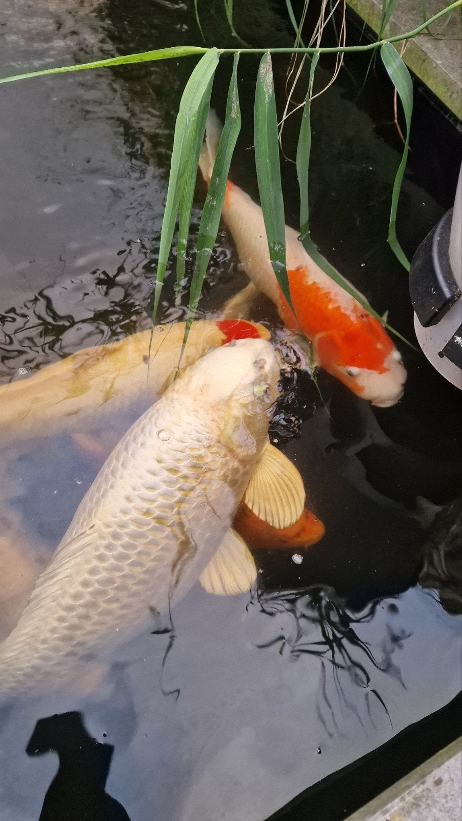 10 grote koikarpers, Karper of Koi