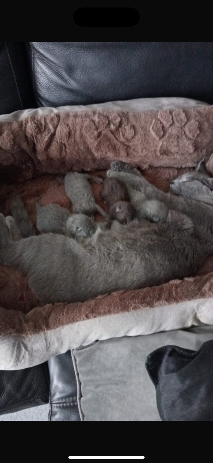 Britse korthaar kittens