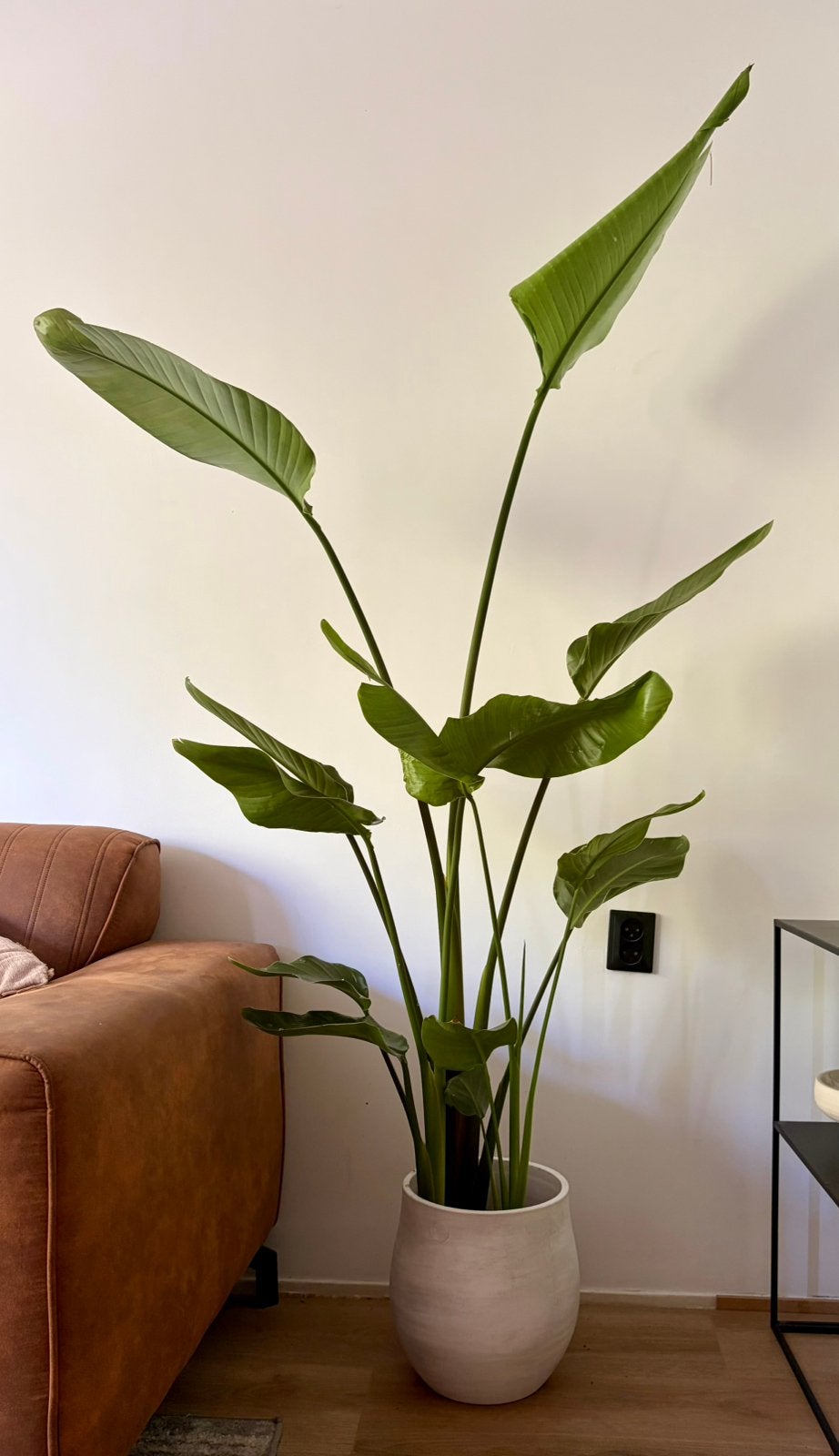 Strelizia met pot 190cm hoog, Huis en Inrichting, Kamerplanten, Ophalen, Halfschaduw, Minder dan 100 cm