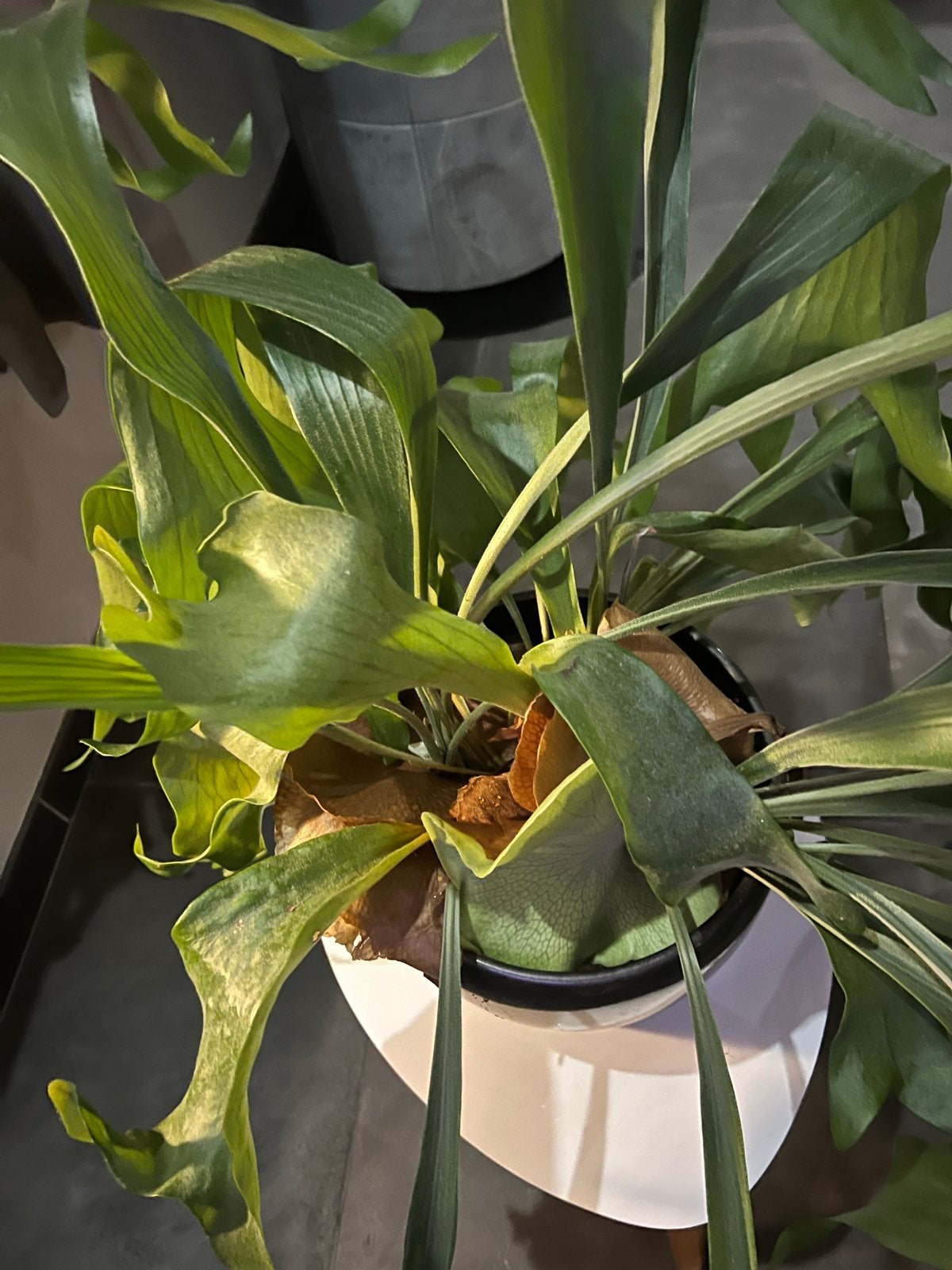 Grote volwassen Hertshoornvaren (Platycerium bifurcatum), Ophalen, 100 tot 150 cm, Overige soorten, Halfschaduw