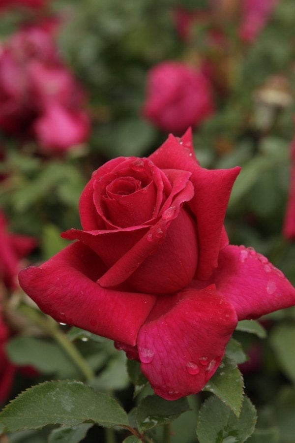 KLIMROOS Rosa Climbing Crimson Glory Theehybride geurend +++, Ophalen of Verzenden, Overige soorten, Volle zon