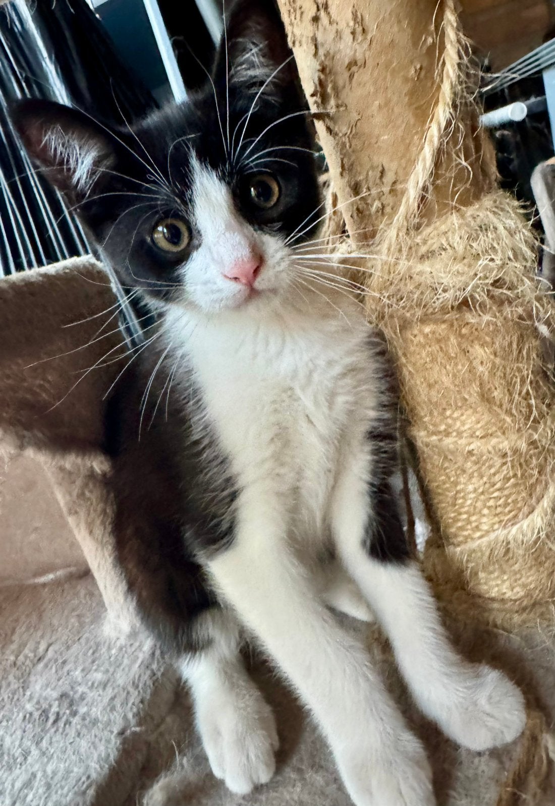 Zwartwit katertje zoekt een warm huisje, Dieren en Toebehoren, Katten en Kittens | Overige Katten, Kater, 0 tot 2 jaar