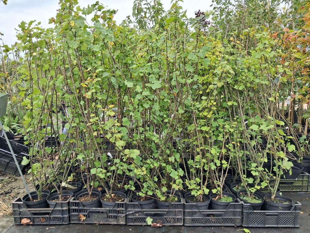 Rode Aalbes (Ribes Rubrum) - Eetbaar & In Pot, Tuin en Terras, Planten | Fruitbomen, Overige soorten, 100 tot 250 cm, Volle zon