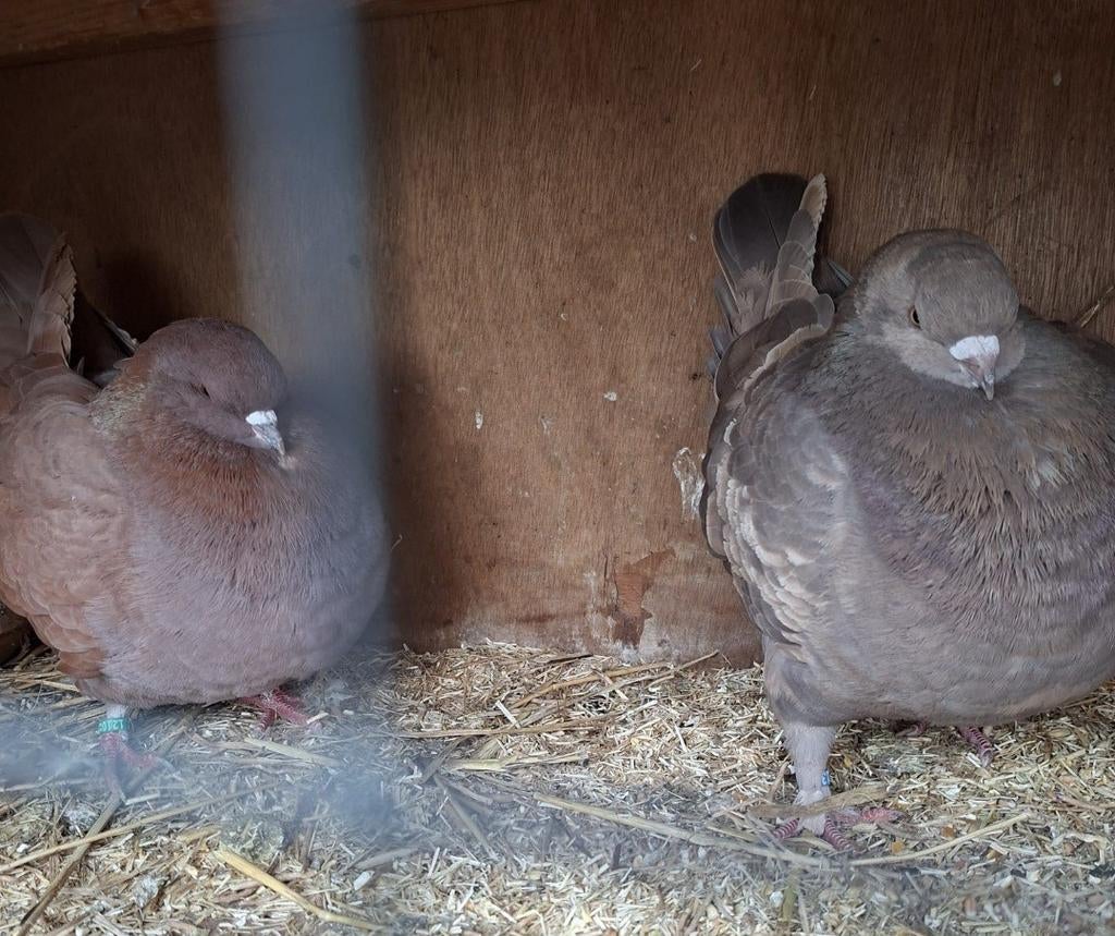Stel kingduiven, Dieren en Toebehoren, Vogels | Duiven, Meerdere dieren