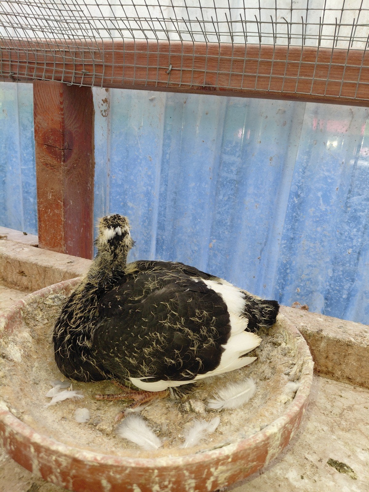 eenling pieper kraaiwitslag bastaard, Geslacht onbekend, Kropper