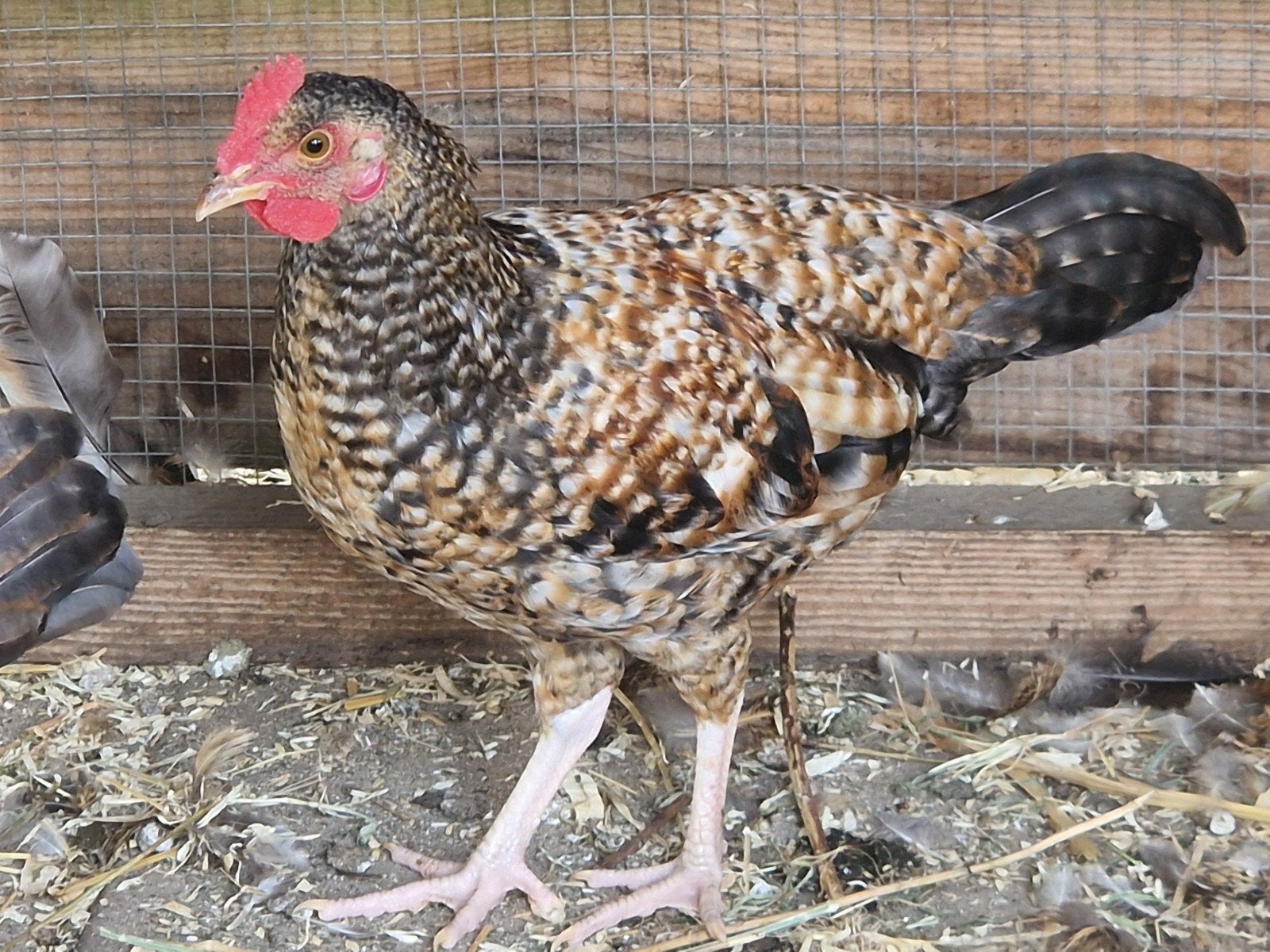 Haantje, Dieren en Toebehoren, Pluimvee, Mannelijk, Kip