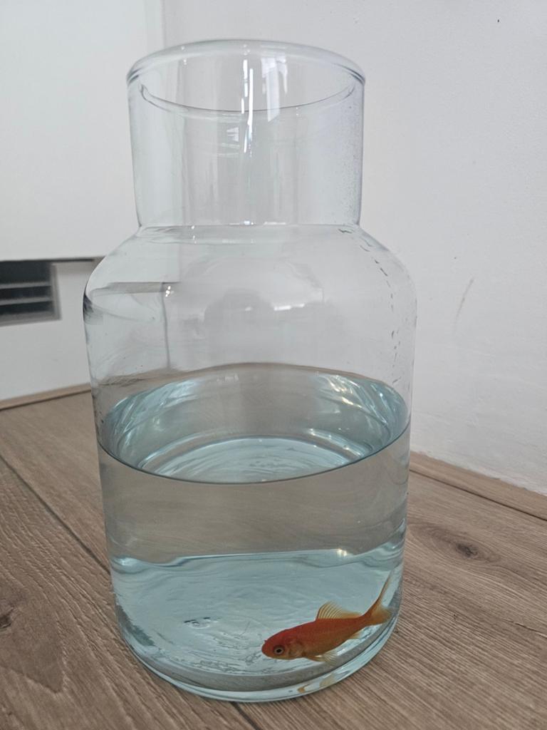 Mooie goudvis in een mooie grote vaas, Vis