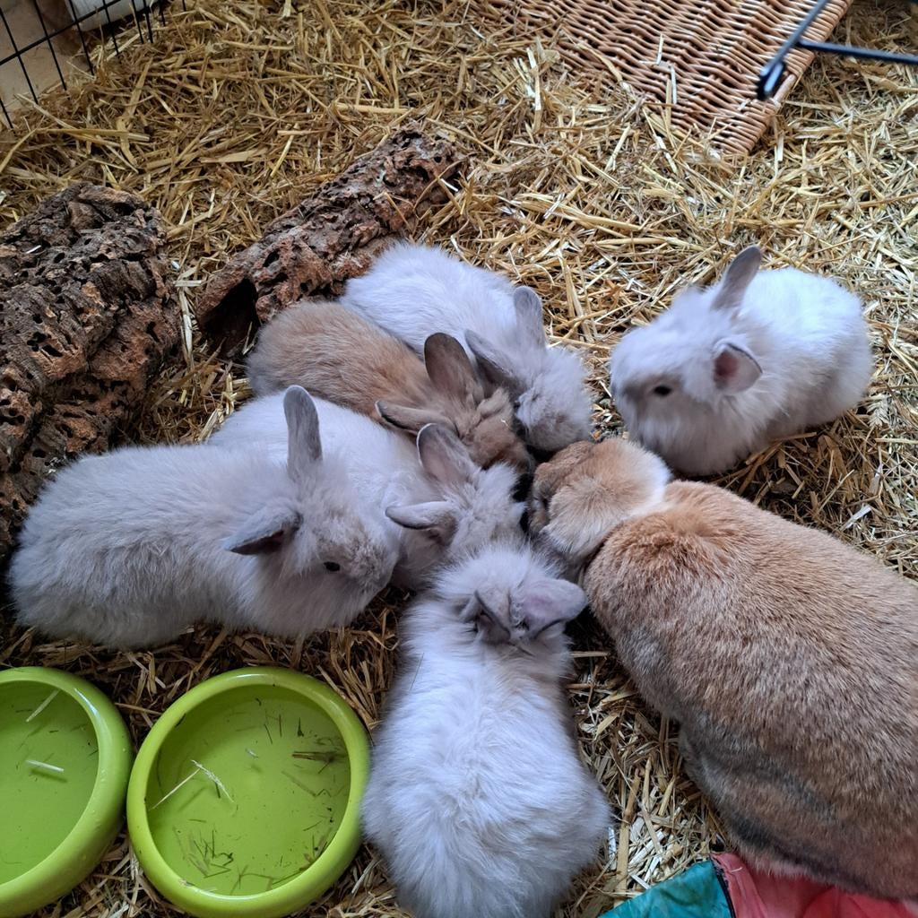Konijntjes met een lief karakter te koop., Dieren en Toebehoren, Konijnen, Geslacht onbekend, Hangoor