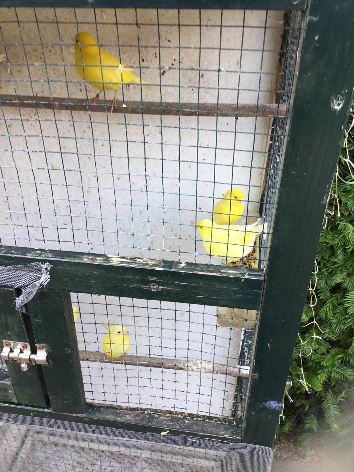 Kanaries, Meerdere dieren