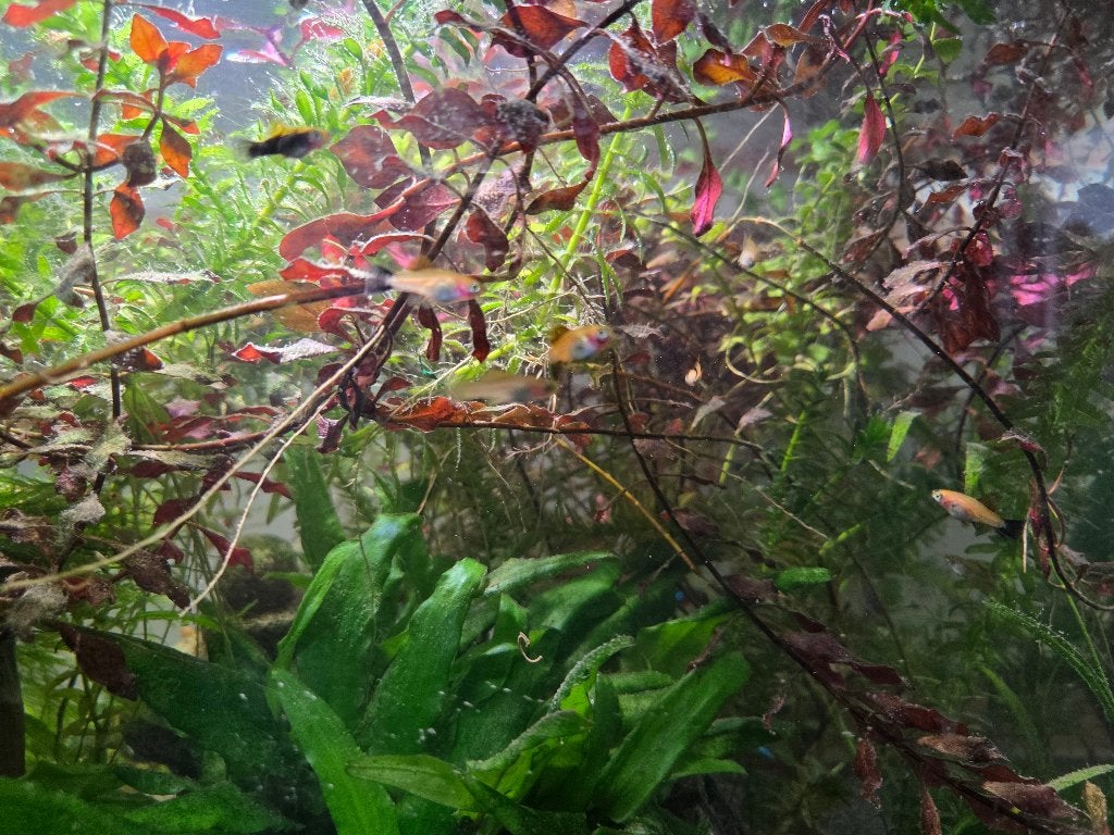 Zwaarddrager guppies, Dieren en Toebehoren, Vis, Zoetwatervis