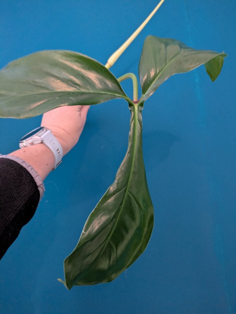 Philodendron 69686 - Bette Waterbury zeldzaam, Huis en Inrichting, Kamerplanten, Ophalen of Verzenden, Halfschaduw, Minder dan 100 cm