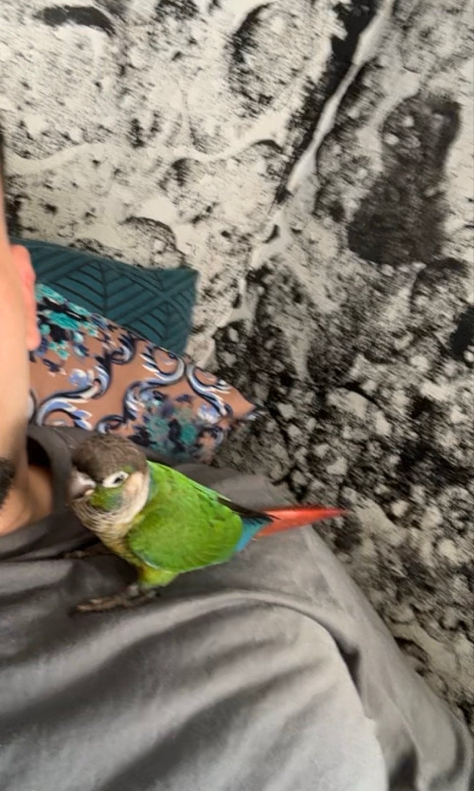 Tamme Pyrrhura / pyrhurra koppeltje inc kooi/toebehoren, Dieren en Toebehoren, Meerdere dieren, Parkiet, Tam