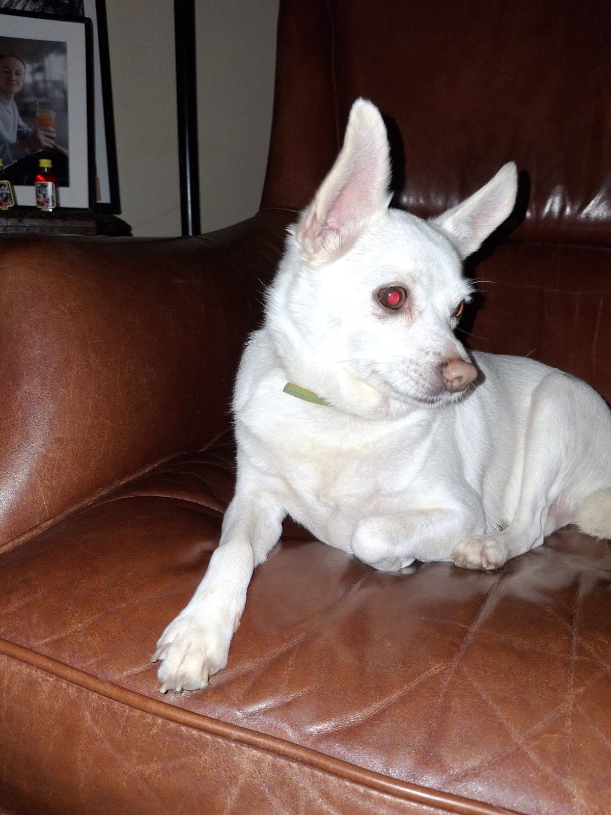 Goed tehuis gezocht voor chihuahua x Dwergpincher Dobby, 6 jaar of ouder, Eén hond, Nederland, Particulier