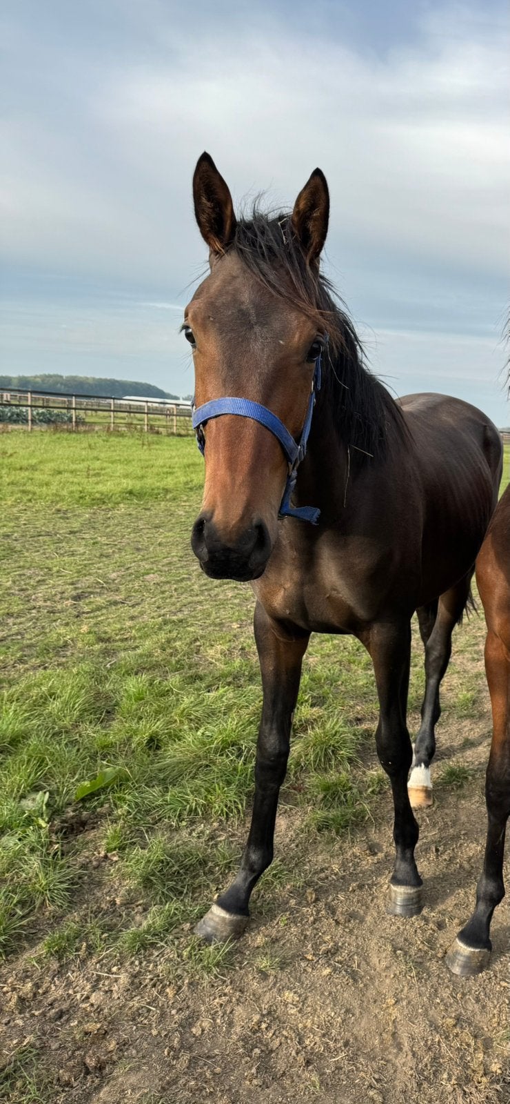2 jarige hengst Proud James x Oscar, Hengst, 0 tot 2 jaar