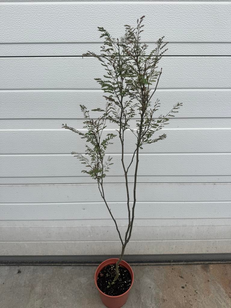 Caesalpinia gilliesii (Paradijsvogelstruik), Overige soorten, Minder dan 100 cm, Zomer, Ophalen