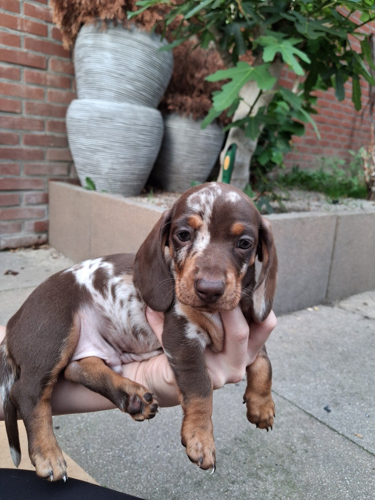 knappe teckelpups korthaar, 8 tot 15 weken, Korthaar, Dwerg, Meerdere