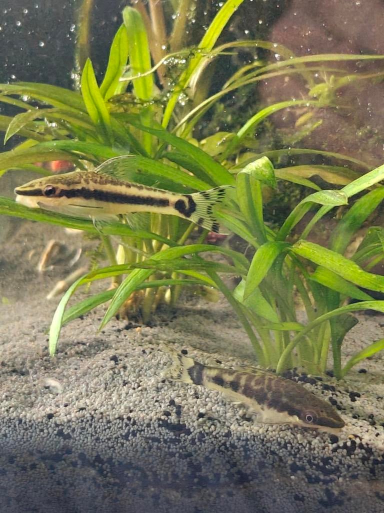 Te koop: 2 Otocinclus algeneters, Dieren en Toebehoren, Vissen | Aquariumvissen, Vis