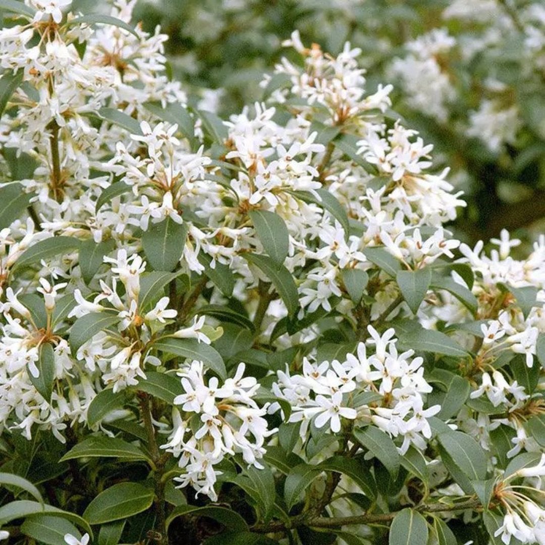 Osmanthus  burkwoodii / 70/80 cm pot / GROENBLIJVEND, Ophalen of Verzenden, Overige soorten, Struik