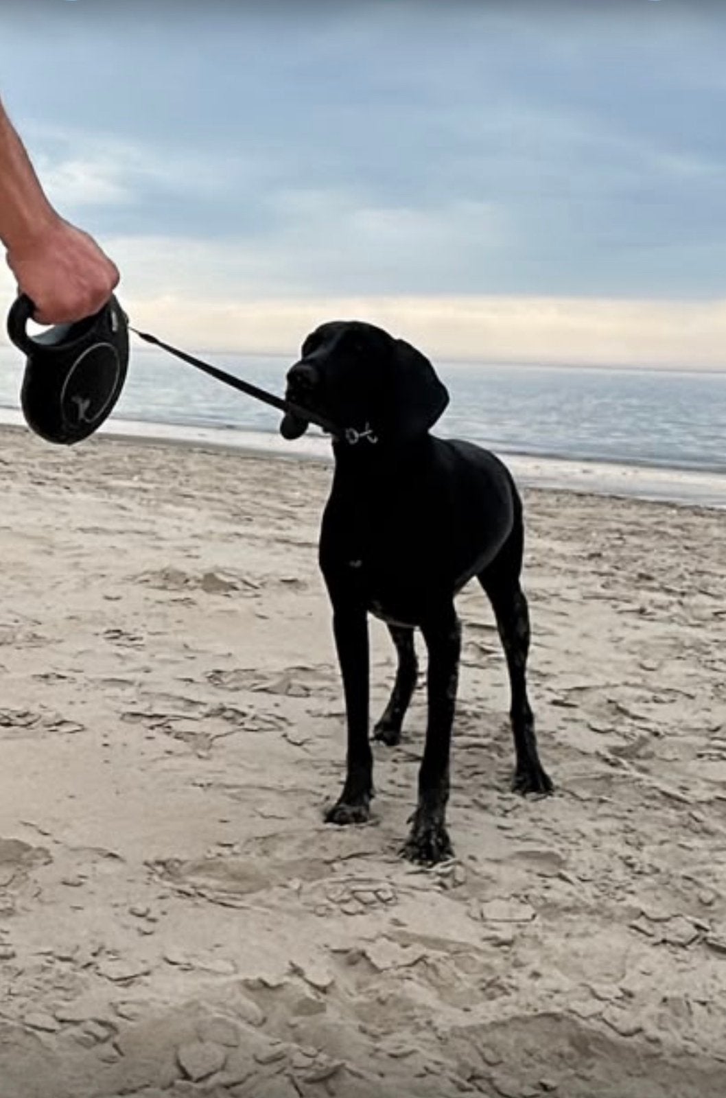 Allerliefste Zwarte Duitse Staander, 3jr, niet geholpen, Duitse Staande hond, Particulier, Buitenland, Teef