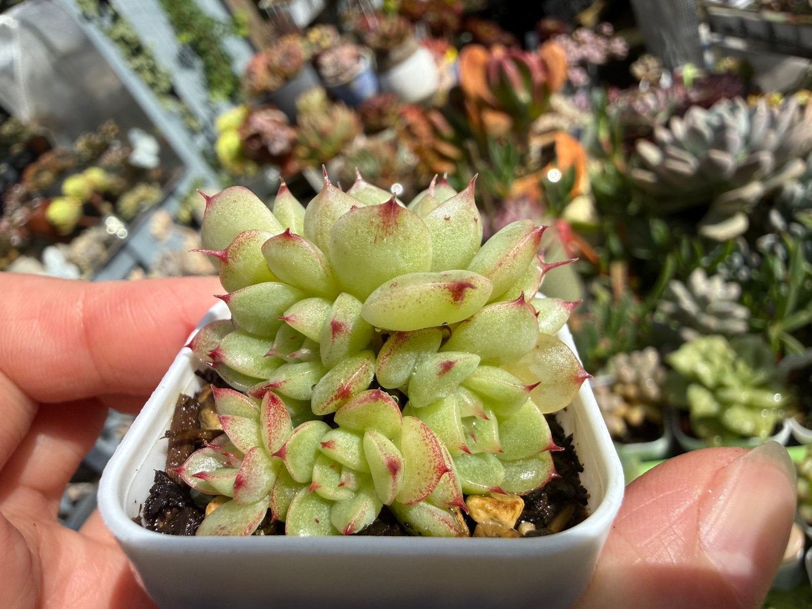 Echeveria Queen Venus/pot 5cm/vetplant/succulent, Ophalen of Verzenden, Halfschaduw, Minder dan 100 cm