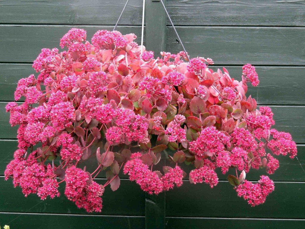 Vaste plant  : Hangende donkerroze sedum  5 euro, Volle zon, Vaste plant, Zomer, Ophalen
