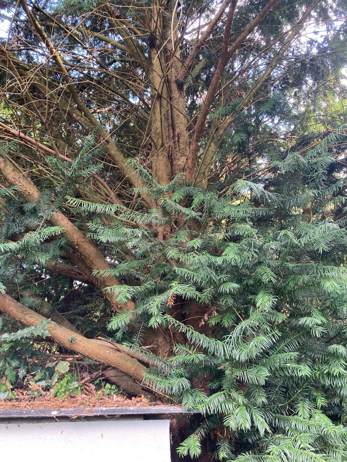Taxus hout, voor de hobbyist., Ophalen, 50 mm of meer, Balk, Minder dan 200 cm