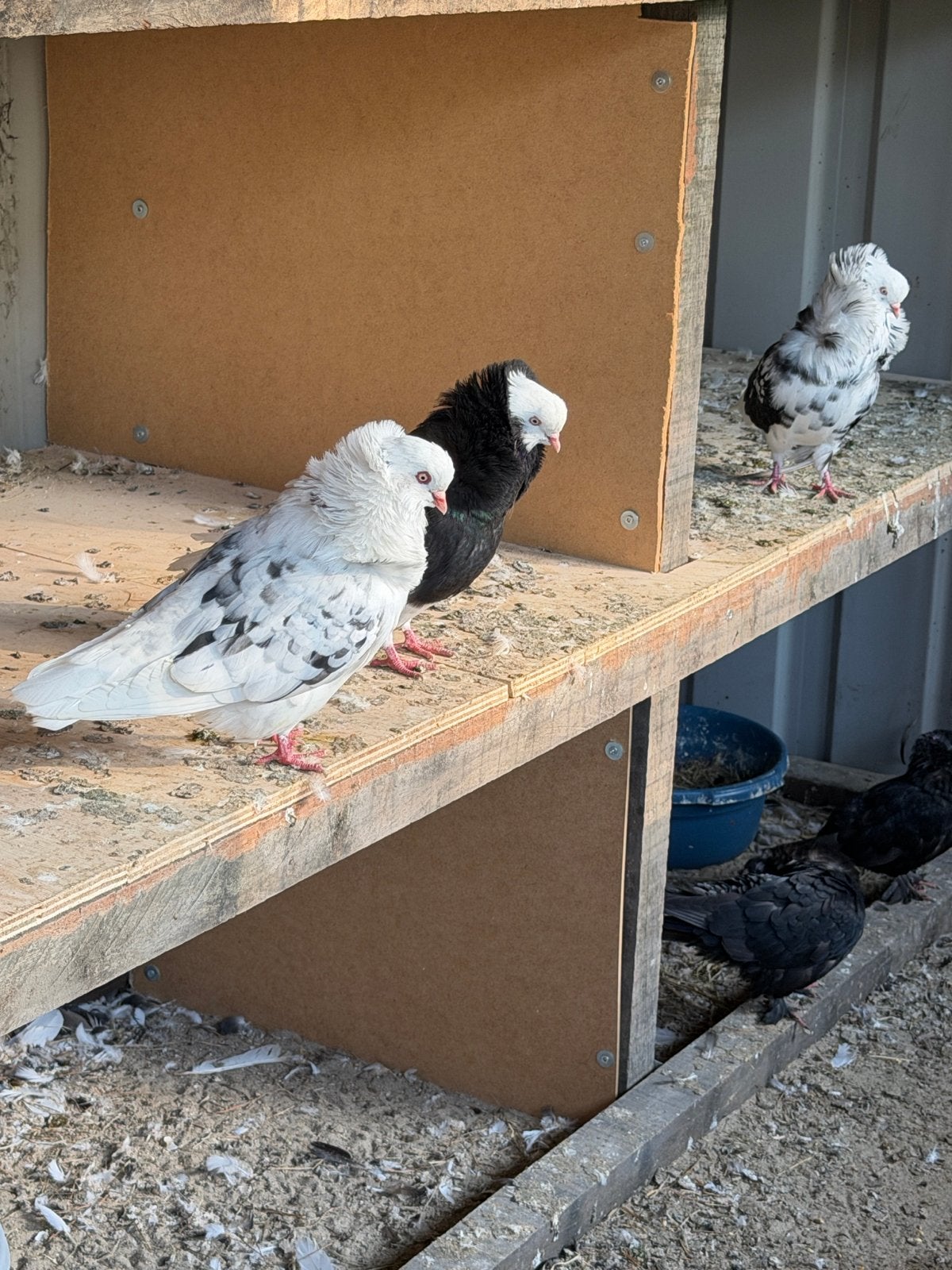 Duiven, Meerdere dieren, Overige soorten