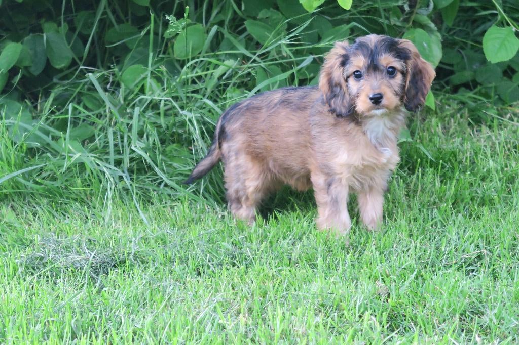 Vrolijke Cockapoo pups, Dieren en Toebehoren, Honden | Chihuahua's en Gezelschapshonden, Poedel, Parvo, Nederland, 8 tot 15 weken