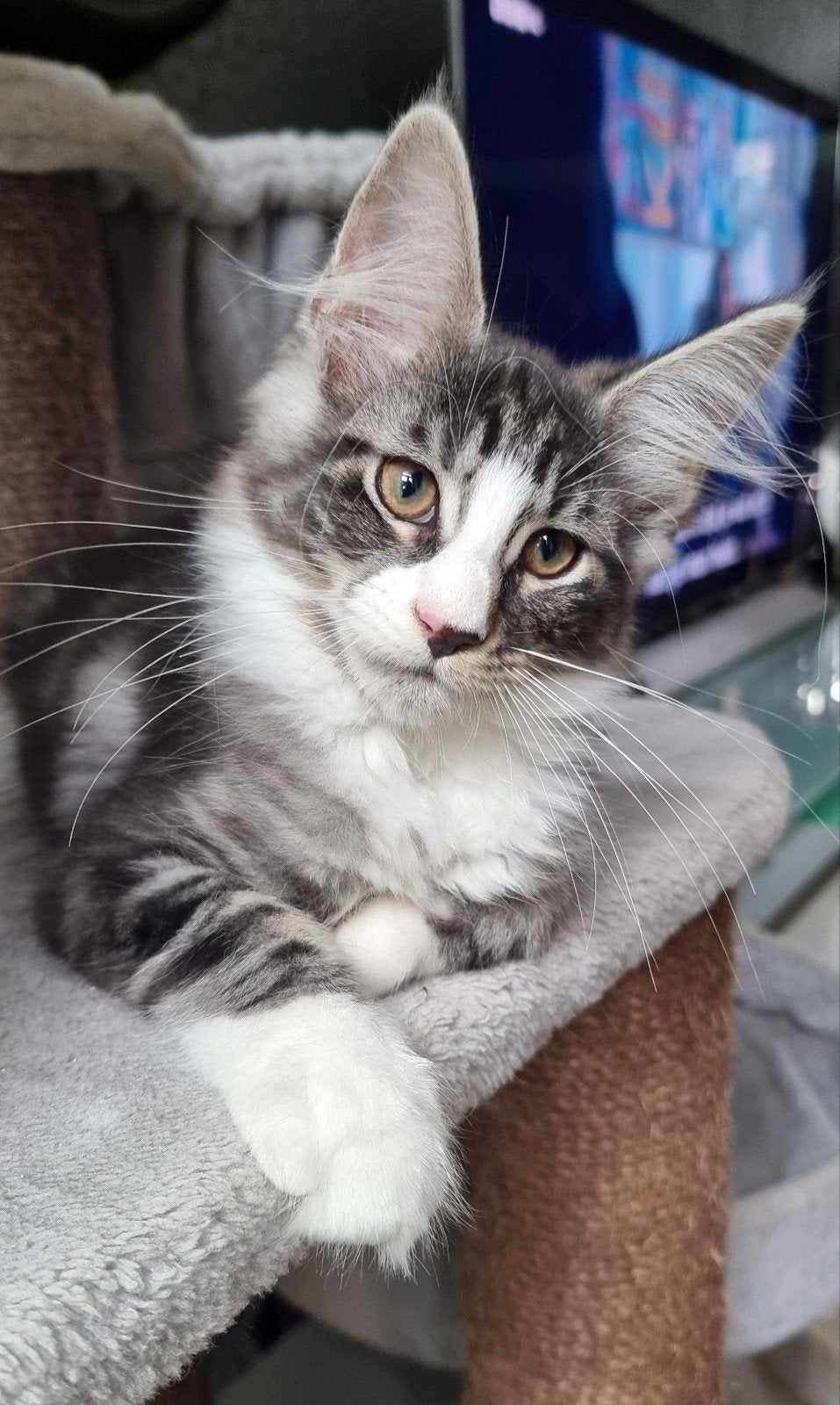 MAINE COON  Kater Loki, Dieren en Toebehoren, Meerdere dieren, Gechipt