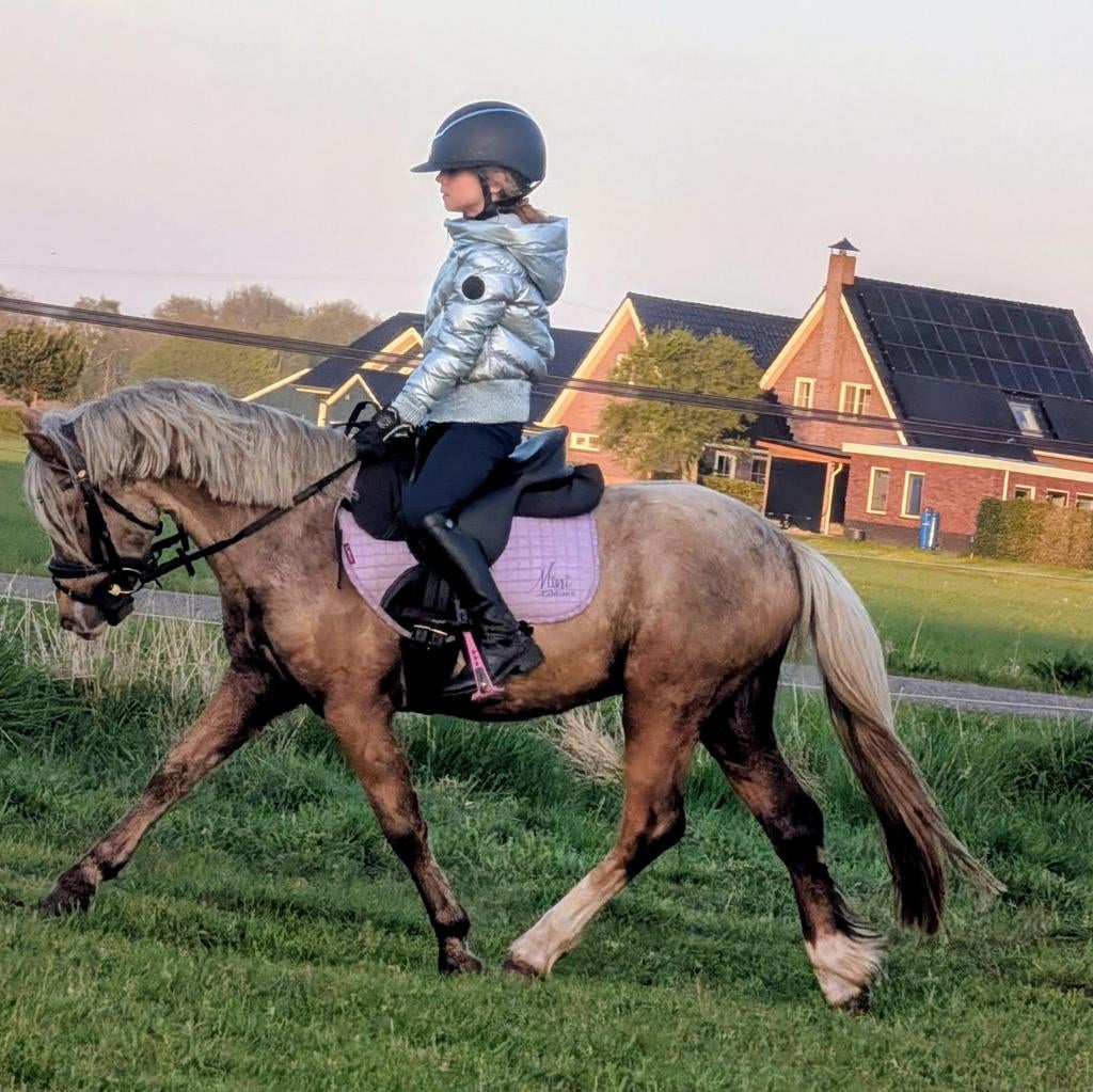 Goed bewegende, apart donkere palomino Welsh Ruin, Ruin, 3 tot 6 jaar, B pony (1.17m tot 1.27m), Met stamboom