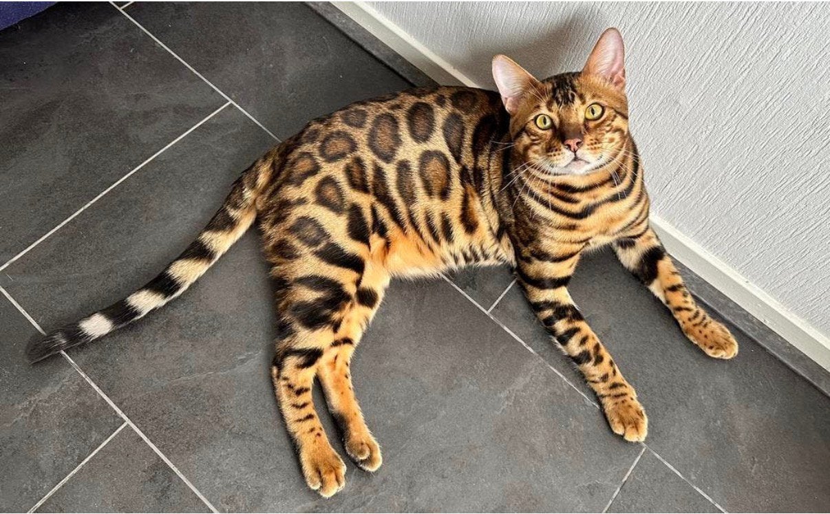 Prachtige bengaal dekkater met stamboom, draagt snow lynx, 3 tot 5 jaar