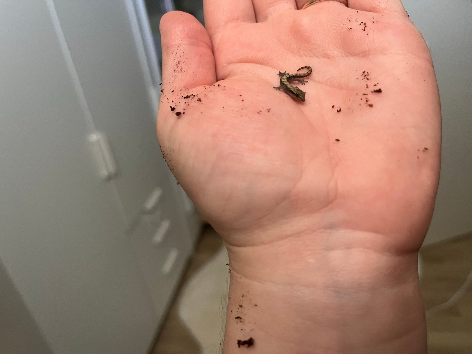 Rouwgekko’s, Dieren en Toebehoren, Reptielen en Amfibieën, Amfibie, Tam, 0 tot 2 jaar