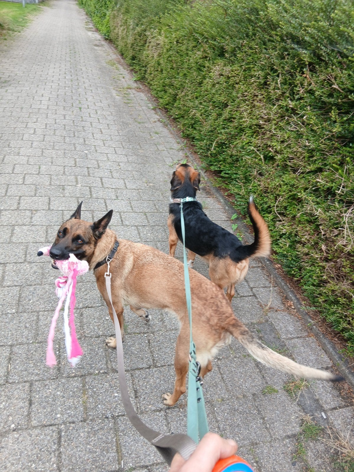 Hondenuitlaatservice en -oppas, Diensten en Vakmensen, Dieren | Honden | Verzorging, Oppas en Les, Uitlaatservice