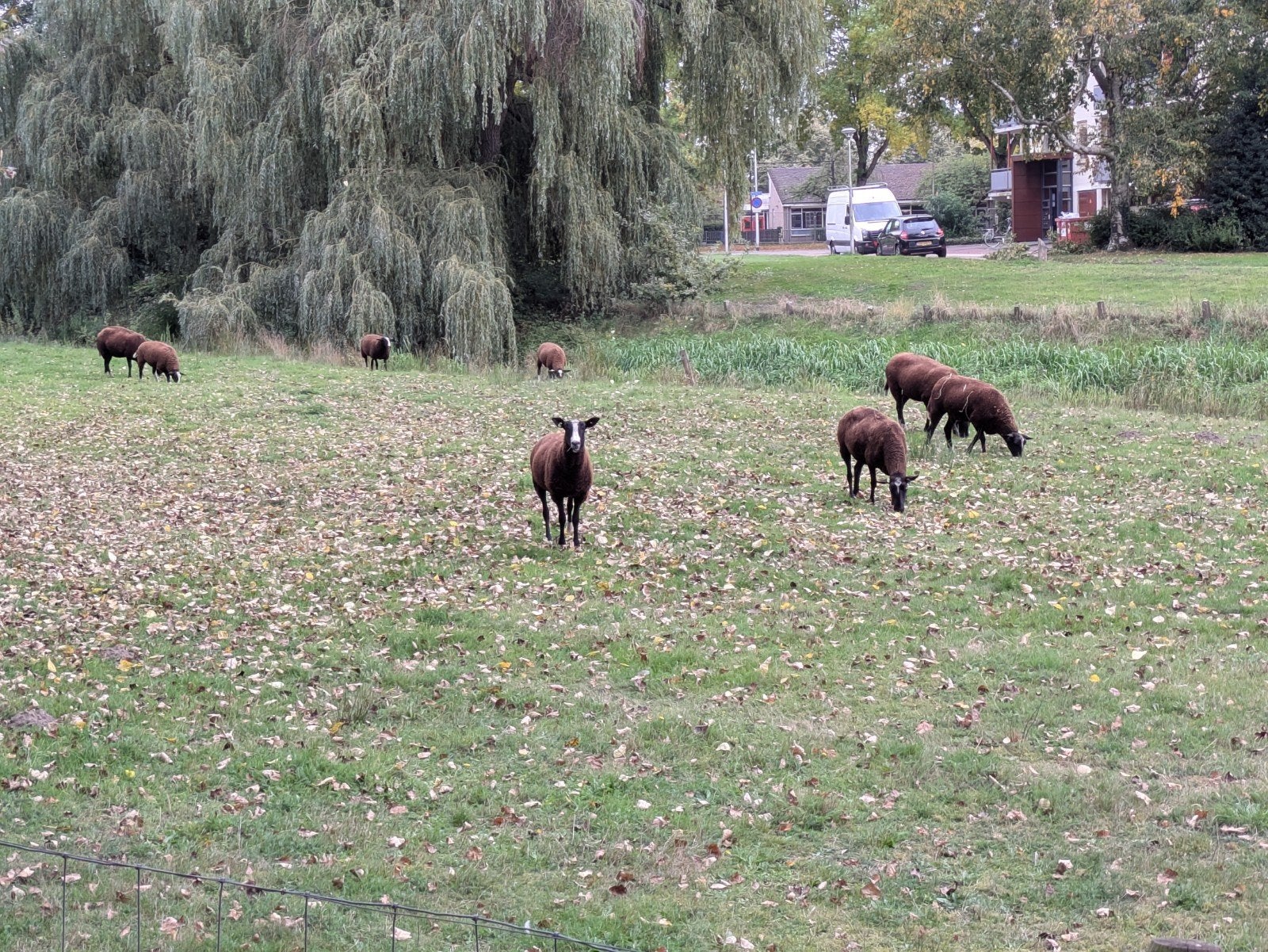 2 ooien, Vrouwelijk, Schaap