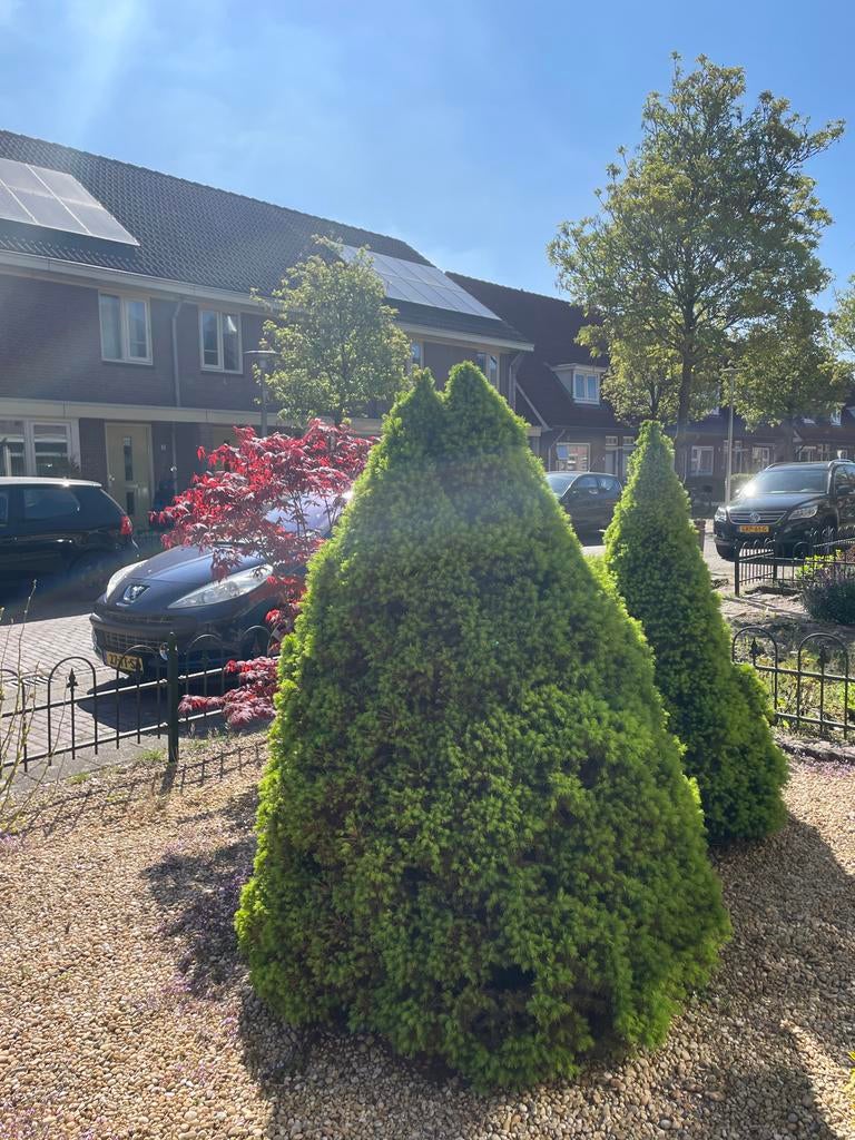 Gratis. Dwergconifeer (Picea glauca 'Conica'), Overige soorten, Volle zon, Vaste plant, Ophalen of Verzenden
