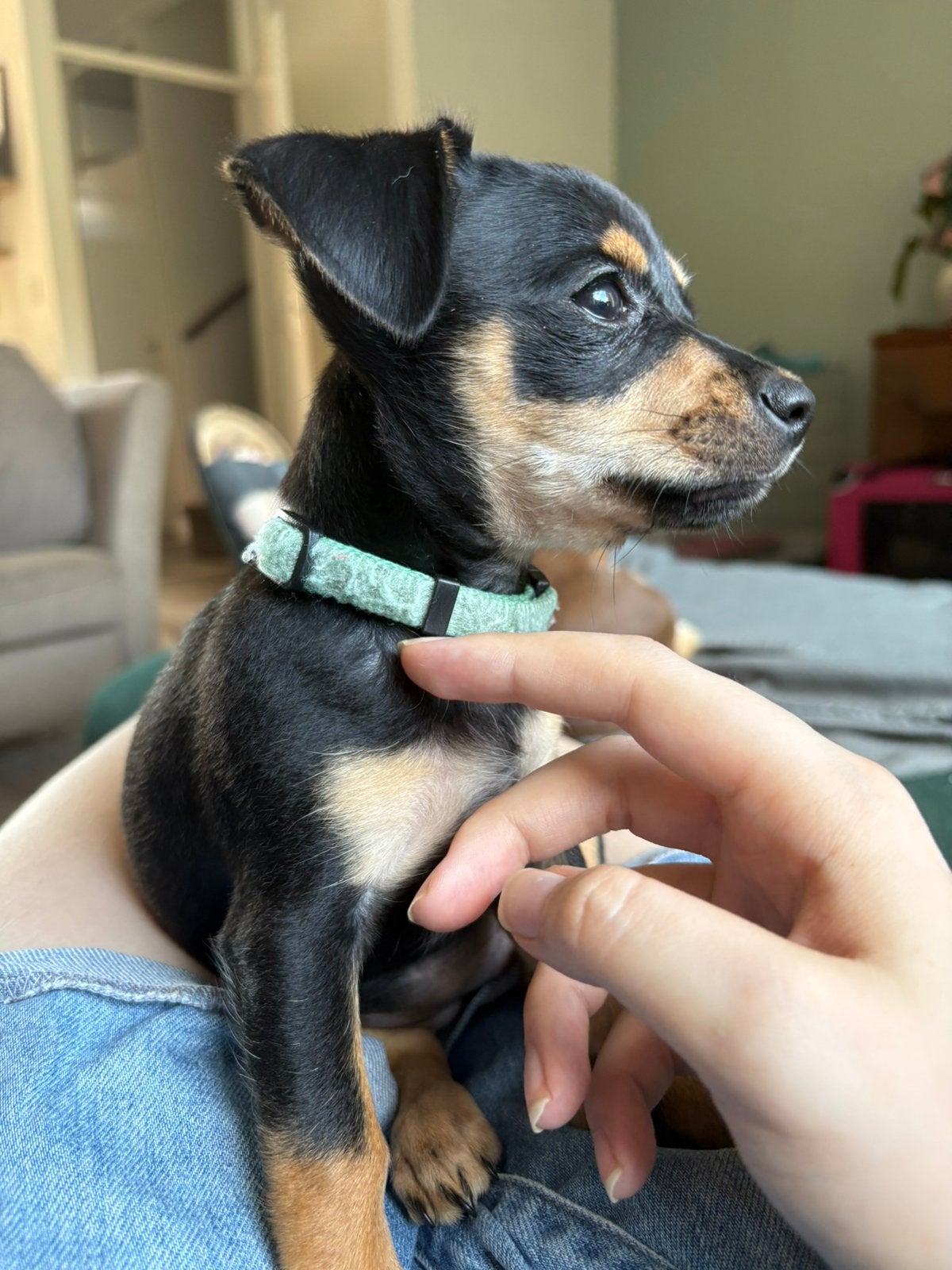 Teefje (kruising), 8 tot 15 weken, Teef, Parvo, Eén hond