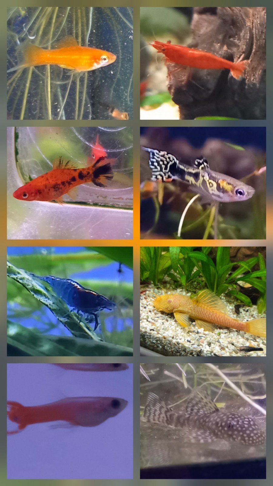 aquarium vissen en garnalen, Dieren en Toebehoren, Vissen | Aquariumvissen, Kreeft, Krab of Garnaal