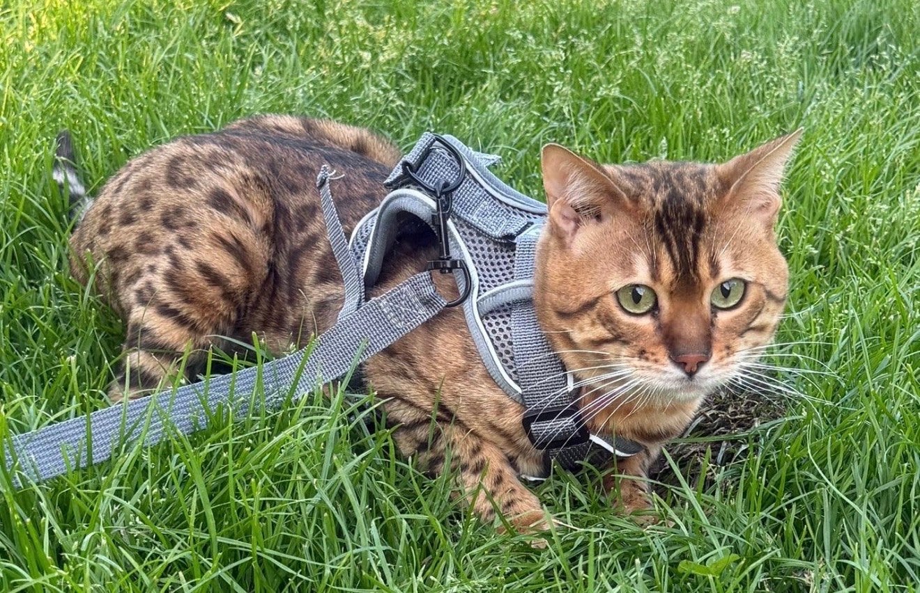 Bengaal kater te koop!, Dieren en Toebehoren, Kater, 0 tot 2 jaar
