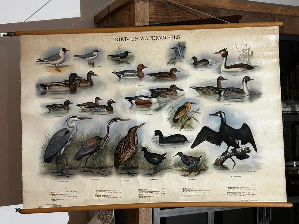 Riet- en watervogels, Ophalen of Verzenden, Natuur en Biologie