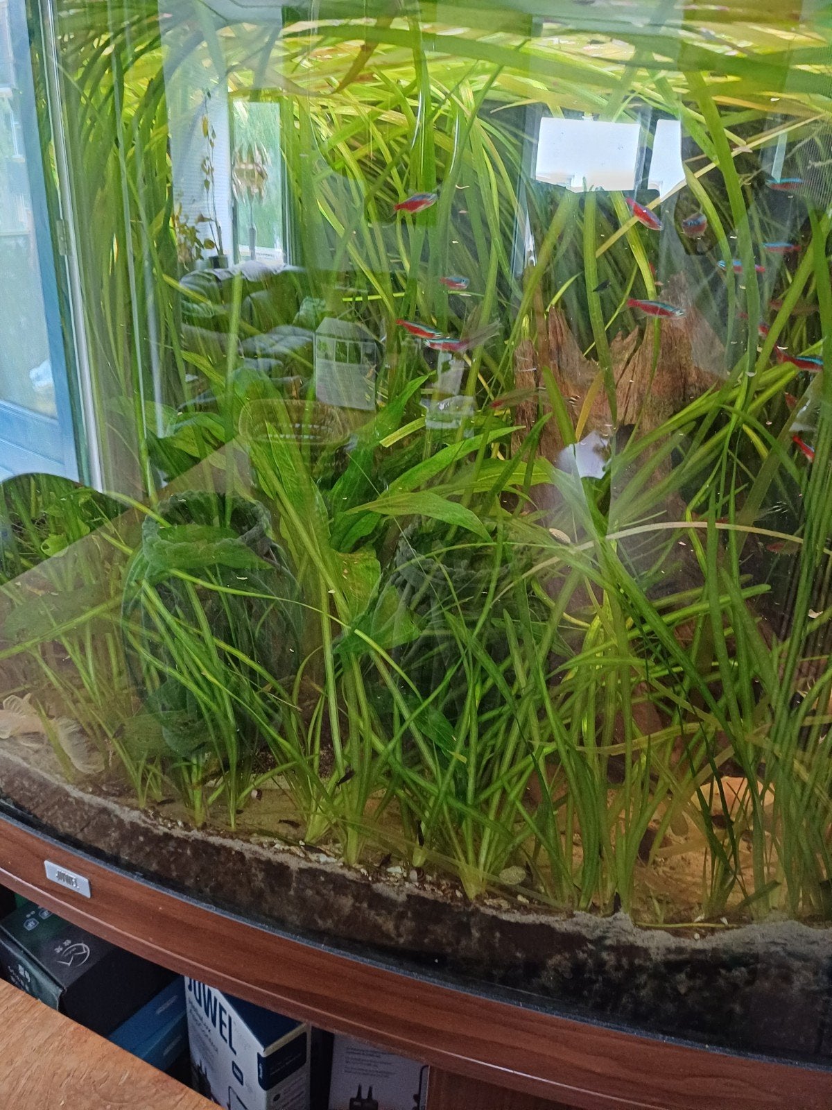 Vallisneria planten 60 - 70 cm lang afn min 5 stuks, Ophalen, Nieuw, Plant(en), Steen of Hout